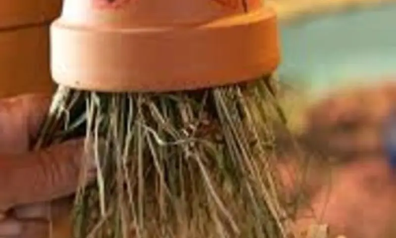 Gezinsactiviteit op de Sint-Pietersberg: Verzamel en versier je eigen Insectenpot