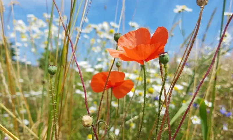 Wandelen langs de rand van het Dwingelderveld
