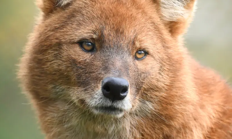 Beer, Timothy Raymond