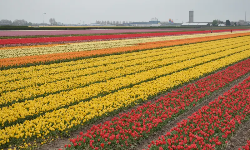 Tulpenveld