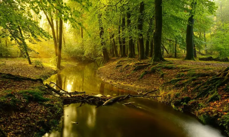 Struinen met de boswachter langs de Leuvenumse Beek
