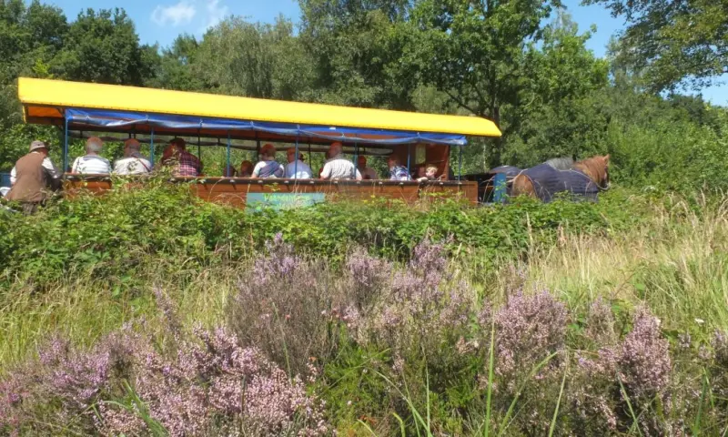 Gezinshuifkartocht bos en hei Dwingelderveld