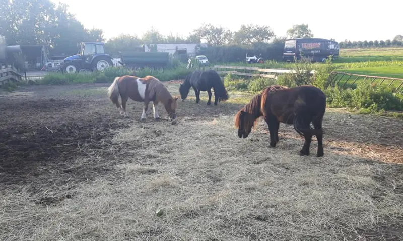 Paarden in de wei