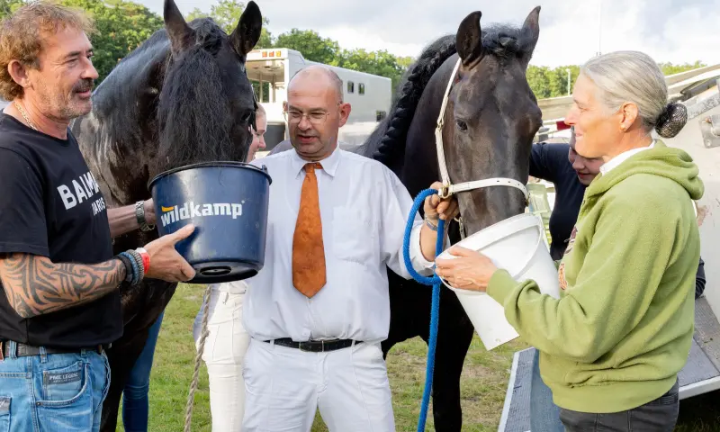 verzorging van de paarden na hun optreden