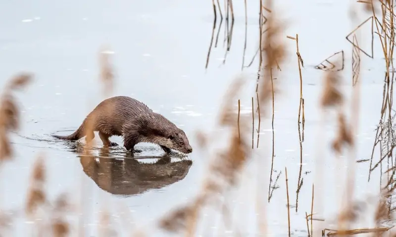 OERRR Speuren naar ottersporen