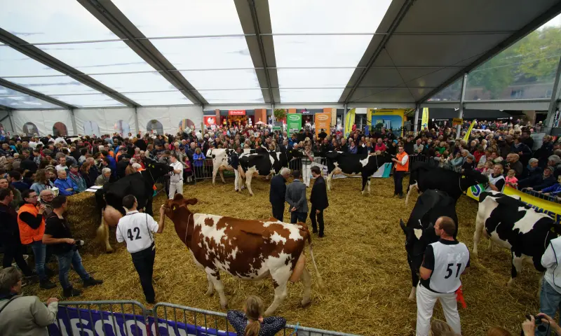 Koeiemart Koeien Woerden