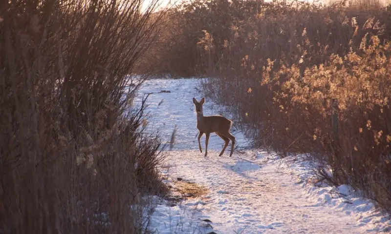 Nieuwjaarswandeling met snert op Tiengemeten