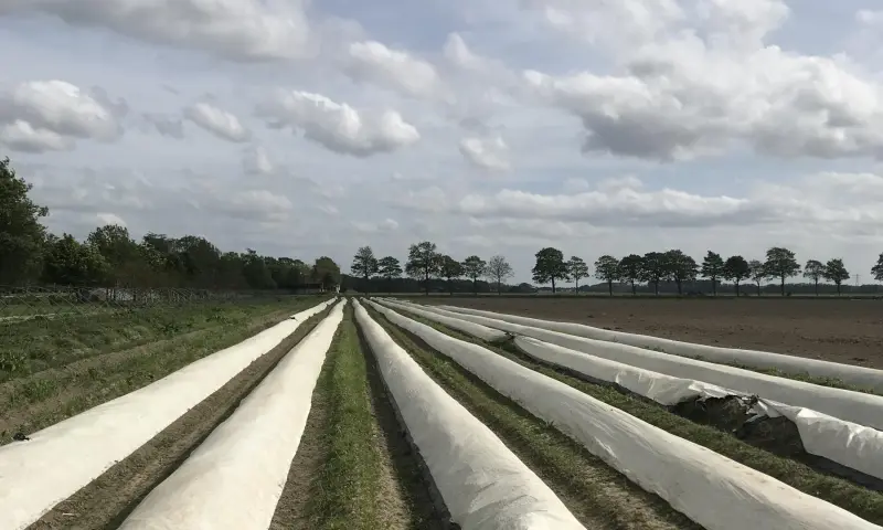 Aspergeveld