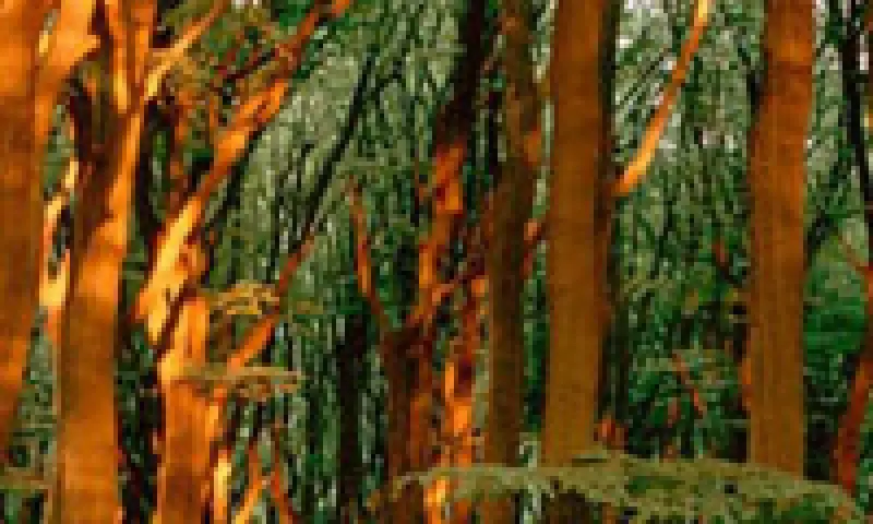 Bomen