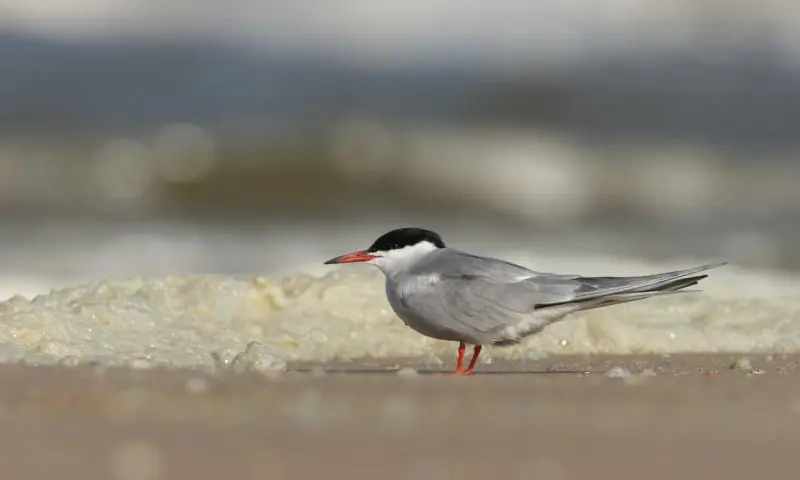 Lentevogels-excursie in natuurgebied Waalenburg-De Marel, Texel!