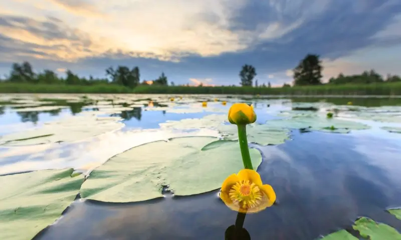 Vaartocht Ontdek het Naardermeer