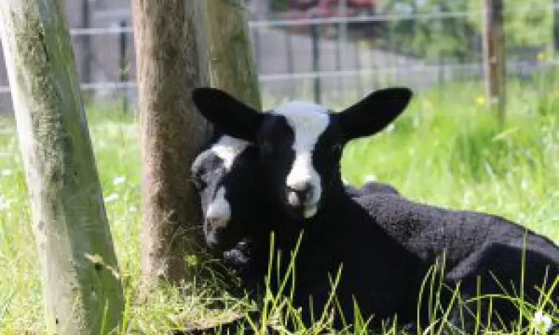 Geit in Boxtel