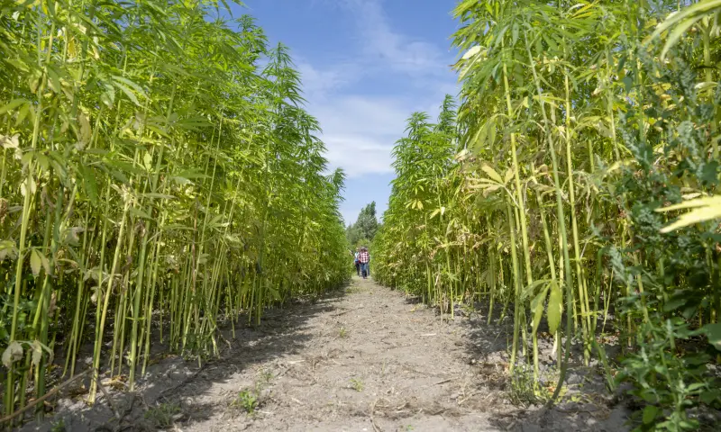 Verdwalen door het biobased doolhof