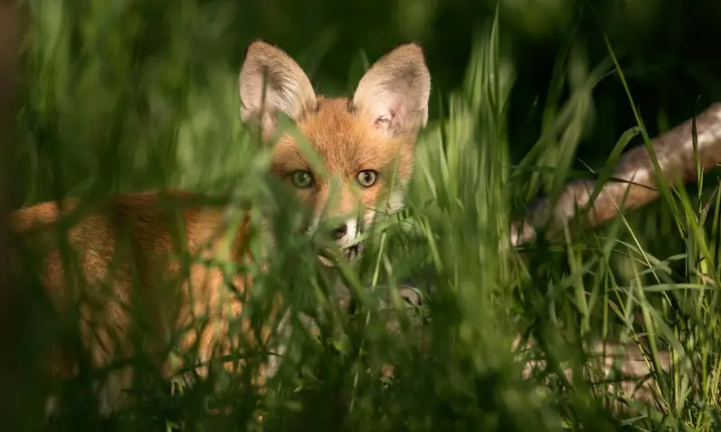 OERRR De grote drie van de Buitenplaatsen in 's-Graveland