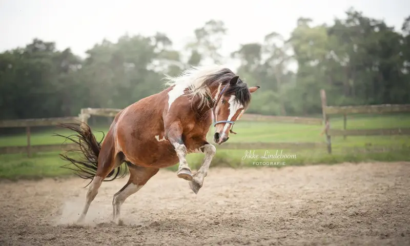 Paarden, vrijheid, verbinding