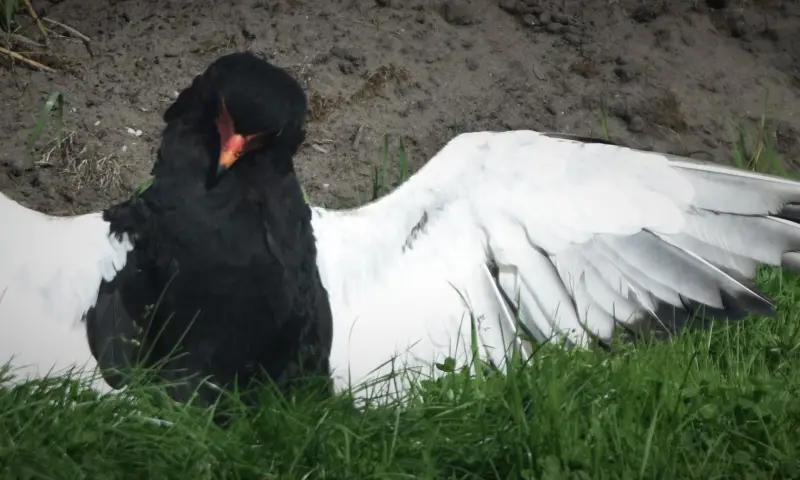 Roofvogel over Publiek