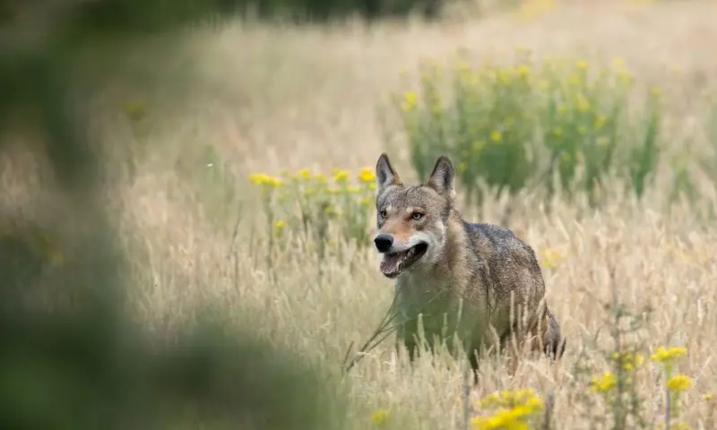 OERRR (8 t/m 12 jaar) Wolven op de Veluwe