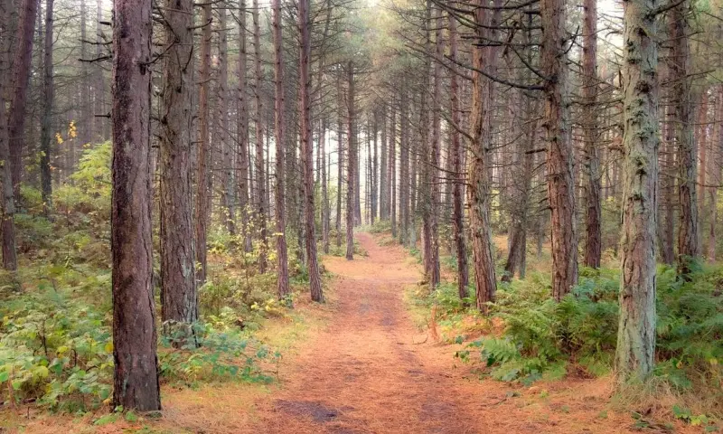 Bosbaden op Schiermonnikoog