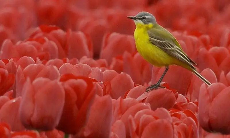 Lentevogels-excursie in natuurgebied Waalenburg-De Marel, Texel