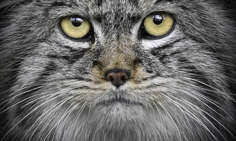 Rode hond, Timothy Raymond