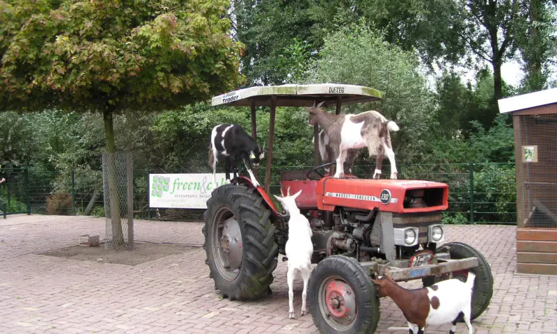 geiten op traktoor