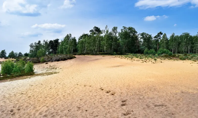 Maasduinen
