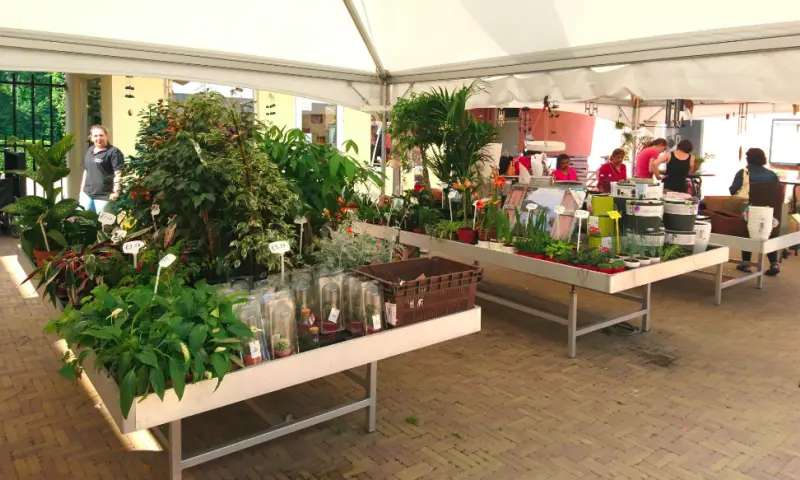 planten in de verkoop