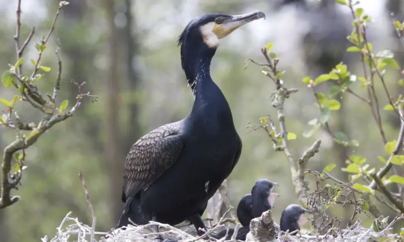 Boottocht naar de aalscholvers van het Naardermeer