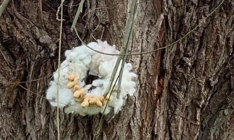 Vogelkrans maken van schapenwol op Belevenisboerderij Schieveen