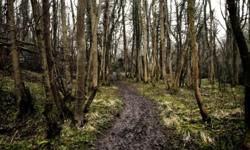 Wandelen
