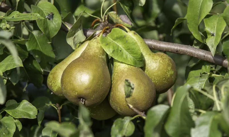 Peren