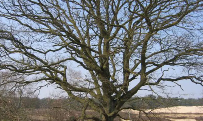 Op bezoek bij de oudste boom van de Loonse en Drunense Duinen