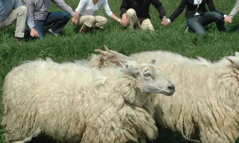 Teambuilding Schapendrijven Schapen