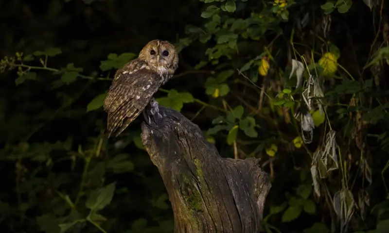Nacht van de Nacht op Landgoed De Slotplaats
