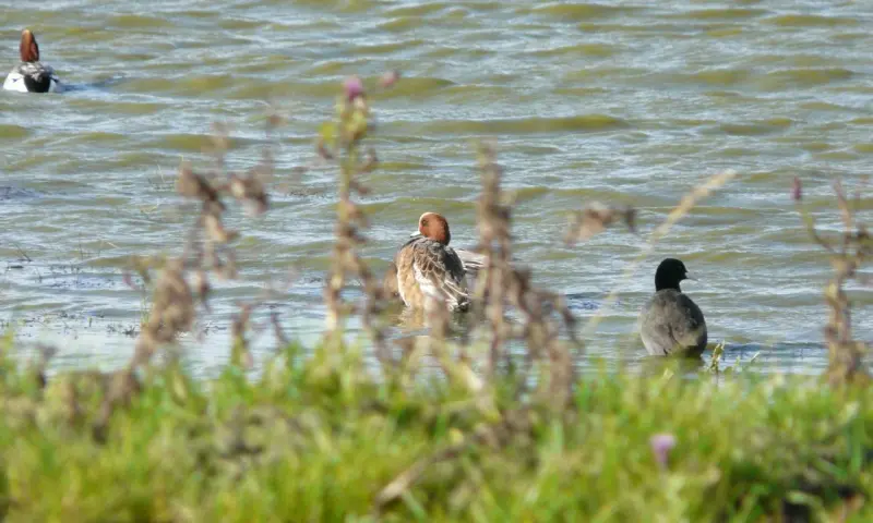 Eendjes in het water