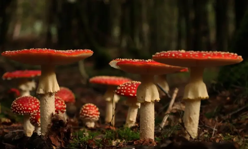 Paddenstoelen bewonderen op landgoed Oud Groevenbeek