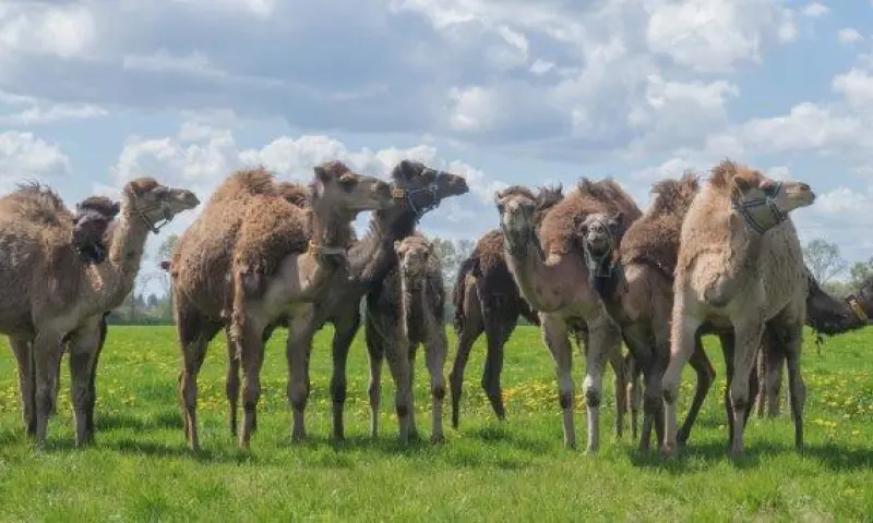 Kamelen in grasveld