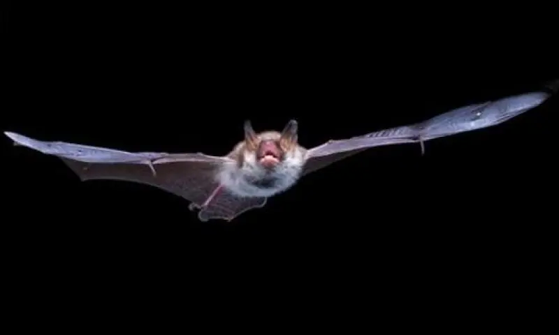 OERRR (8 t/m 12 jaar) Vleermuizen op Veluwezoom