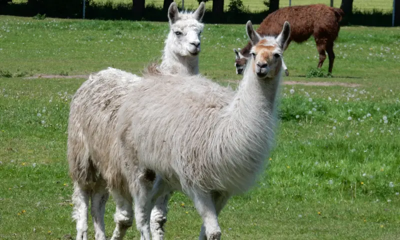 lamas in de wei