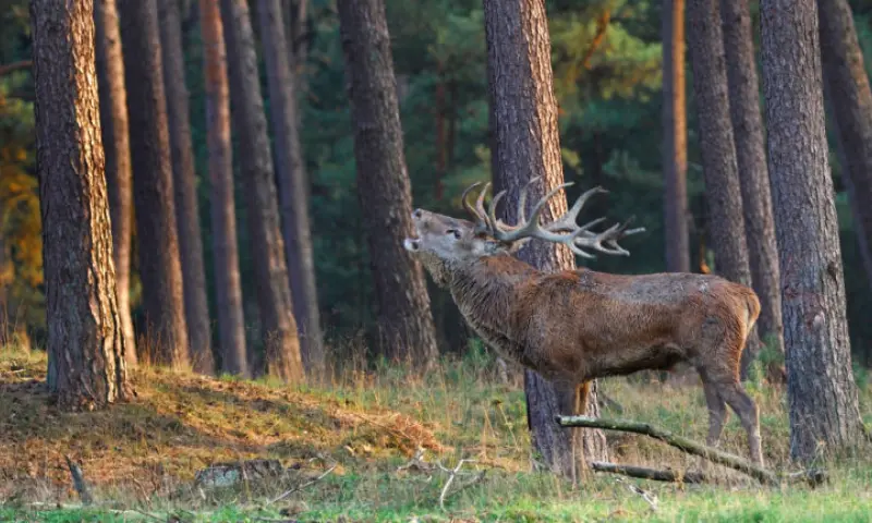 groot hert