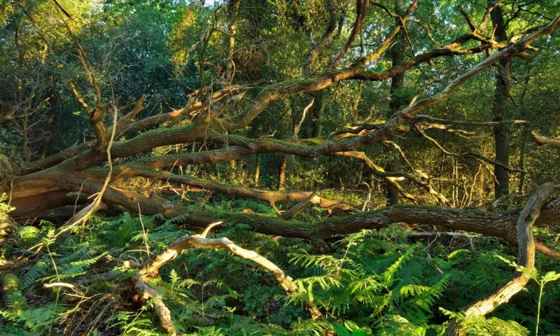 Door de bomen het bos zien