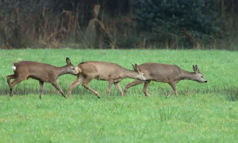 Reeën kijken in het Eerder Achterbroek
