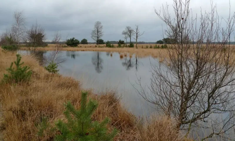 Winterwandeling op de heide van de Kampina