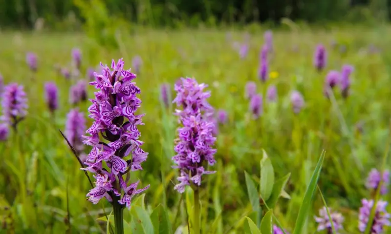 Veen vol leven - op pad met de boswachter in het Wooldse Veen