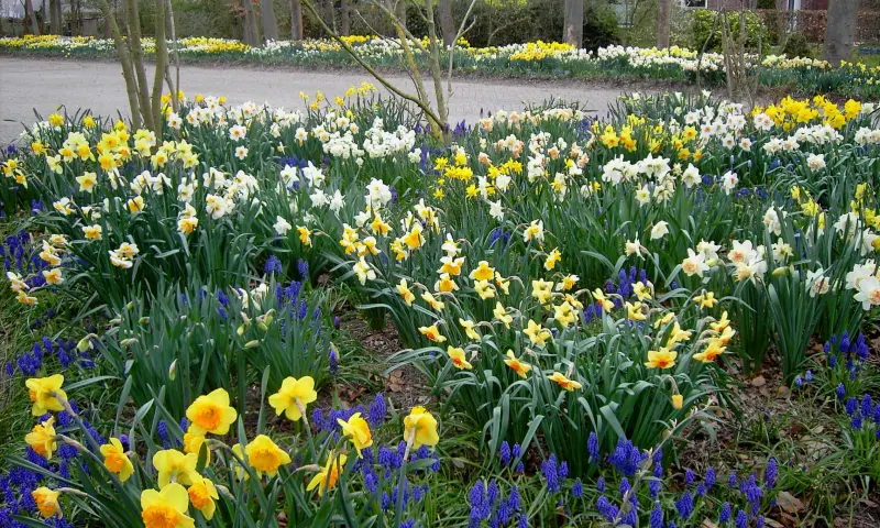 Naast tulpen op de velden, zijn er ook veel andere bollen