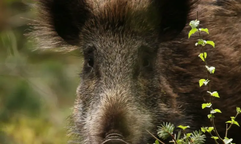 Ga mee op zoek naar de wilde zwijnen op Veluwezoom