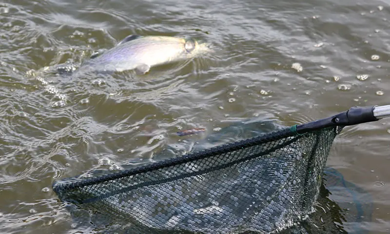 Forel