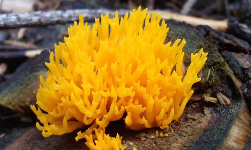 Paddenstoelenwandeling Dwingelderveld