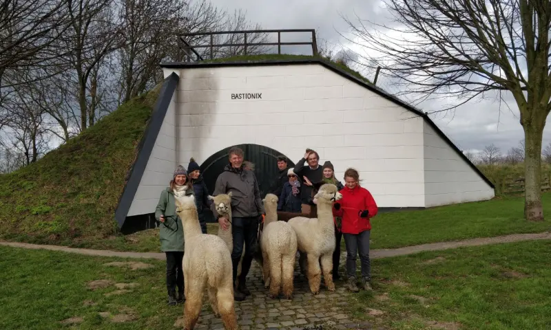 Groep mensen met alpaca's