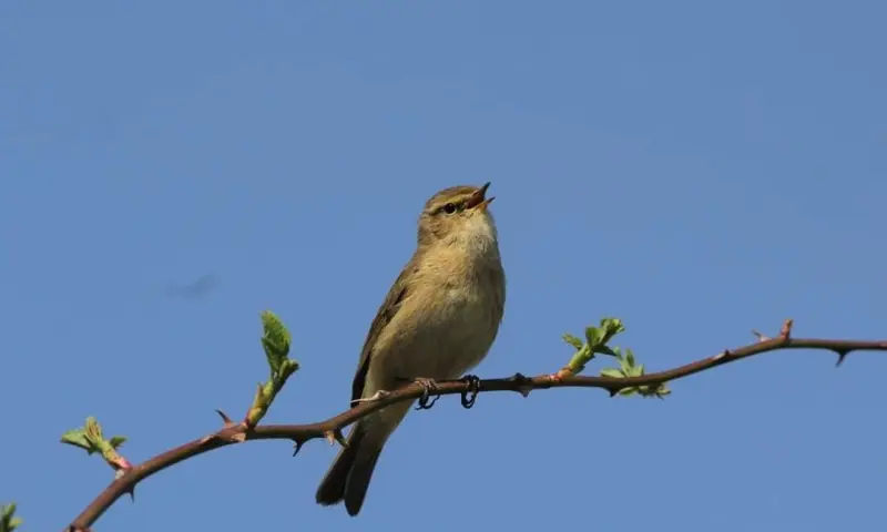 Vroege vogels op De Slotplaats